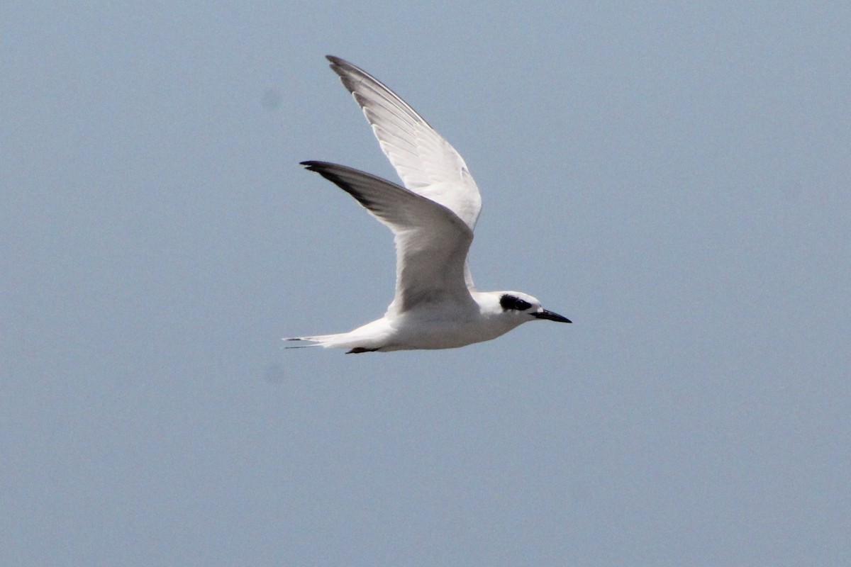 Forster's Tern - Will Kennerley