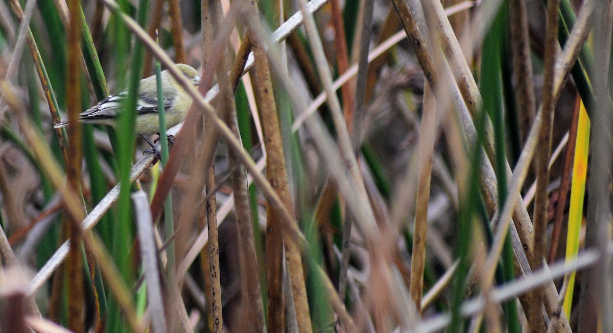 Lesser Goldfinch - ML194373251