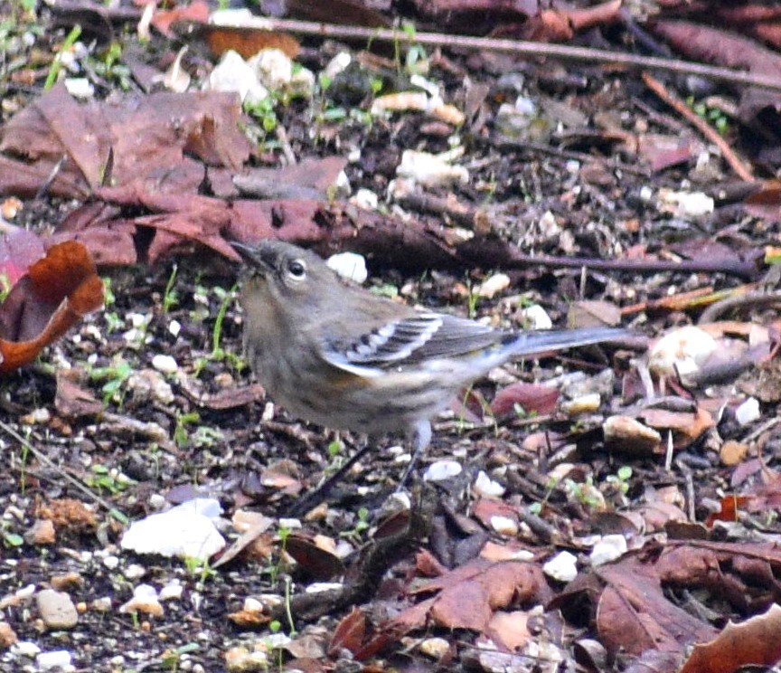 Yellow-rumped Warbler - ML194373281