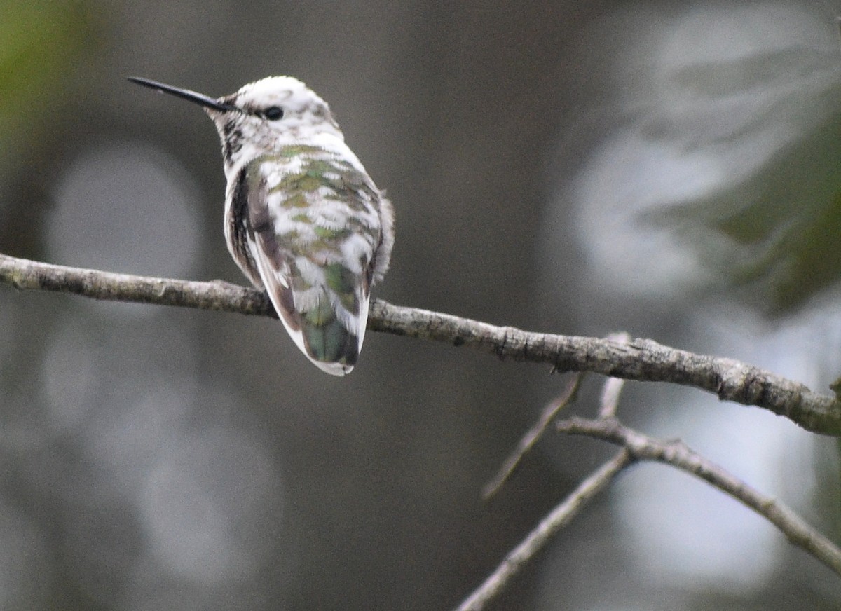 Anna's Hummingbird - ML194373461