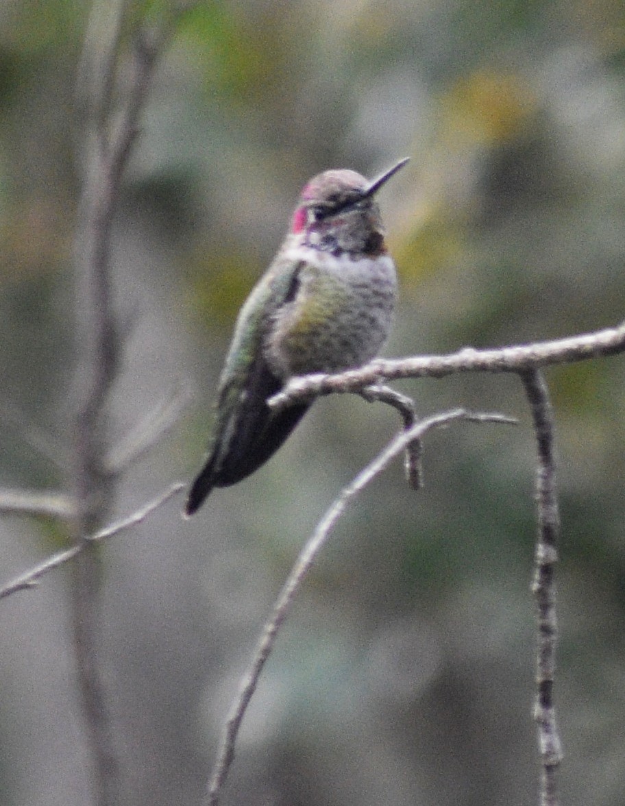 Anna's Hummingbird - ML194373521