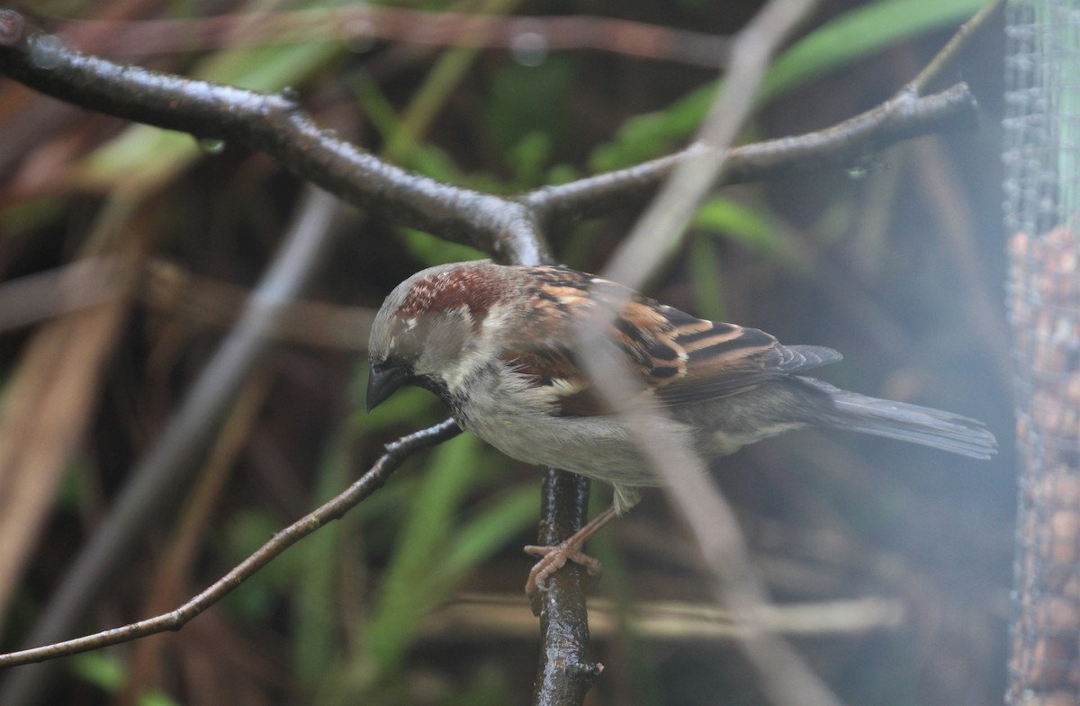 House Sparrow - ML194373971