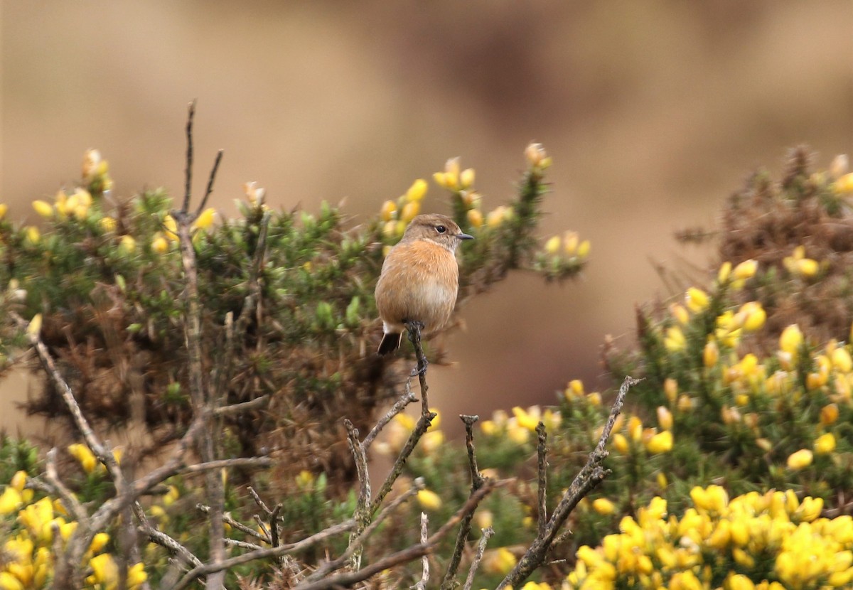 European Stonechat - ML194376801