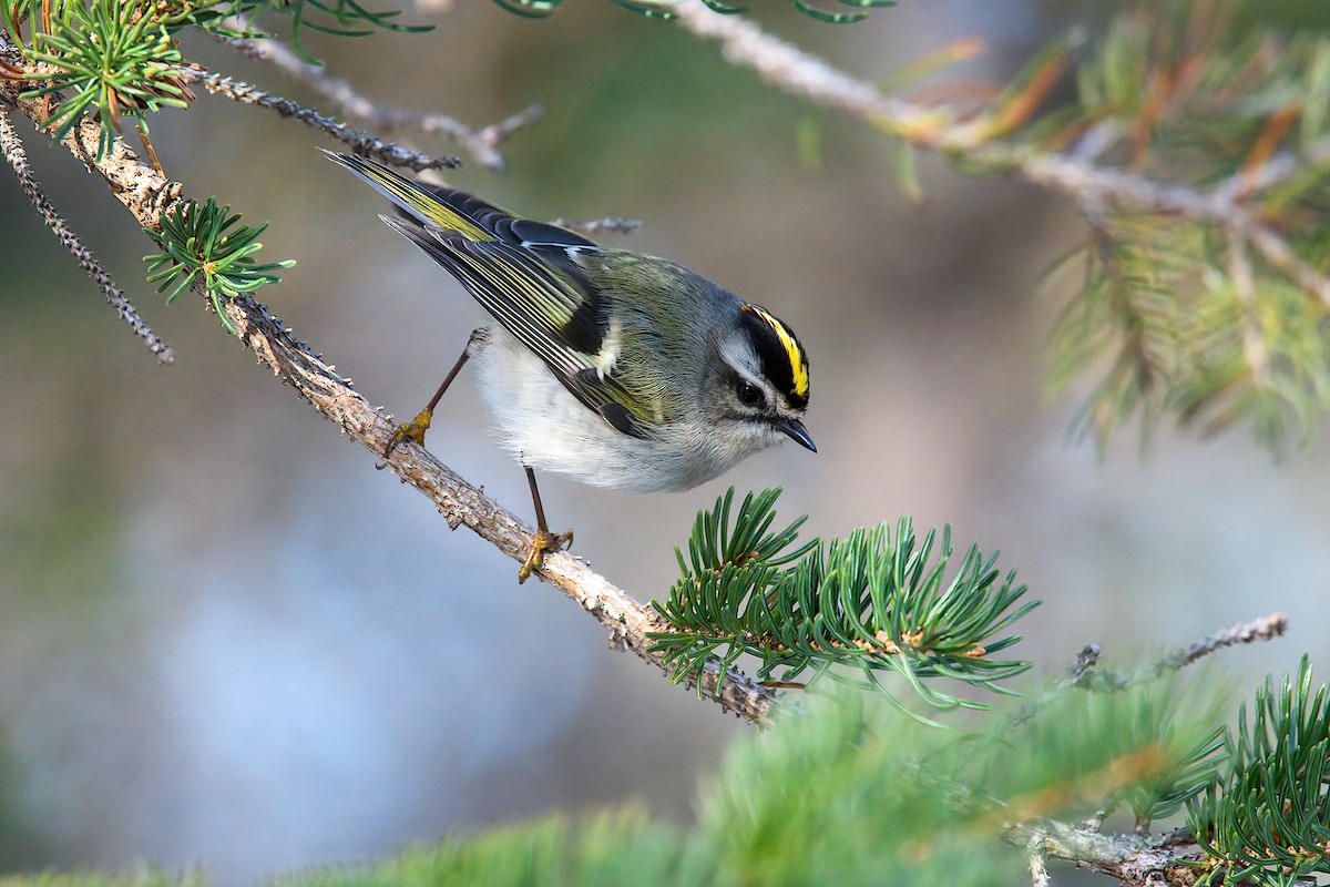 Golden-crowned Kinglet - ML194377211