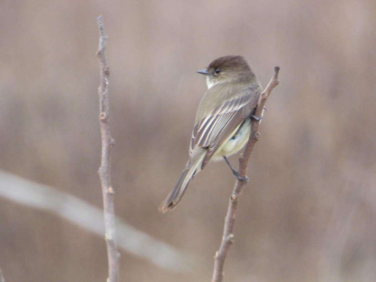 Eastern Phoebe - ML194377691