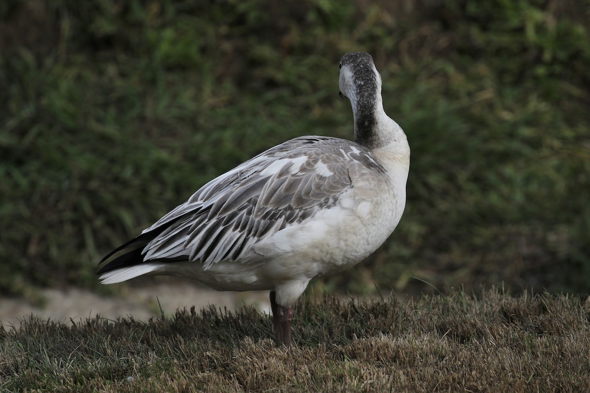 Snow Goose - ML194378101