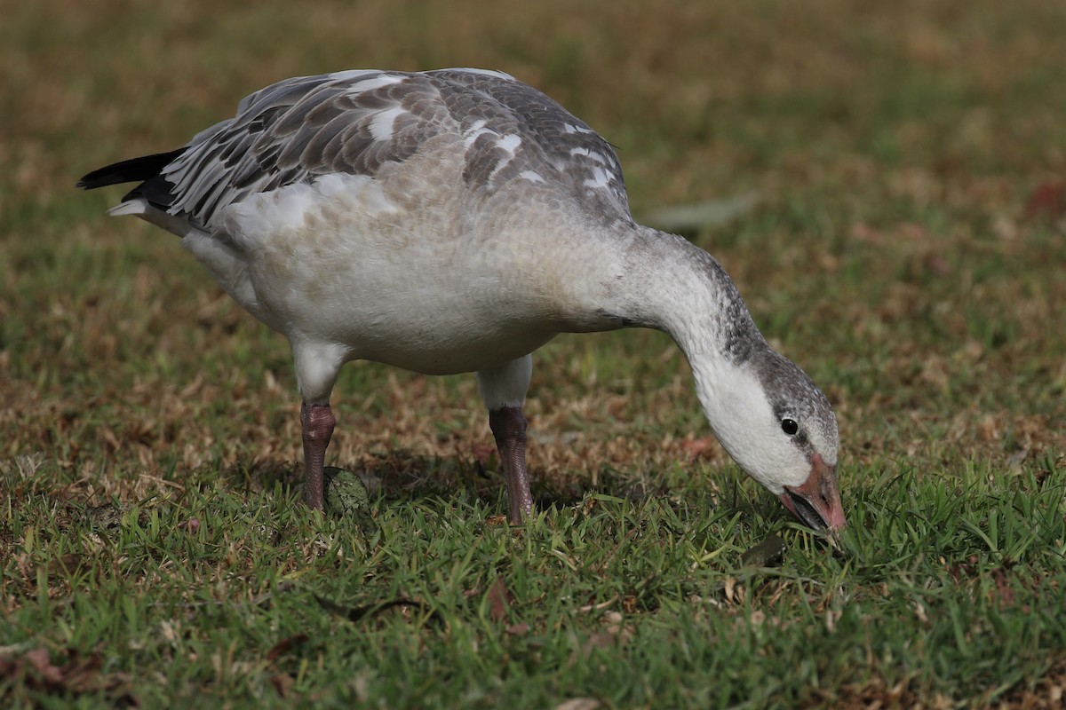 Snow Goose - ML194378131