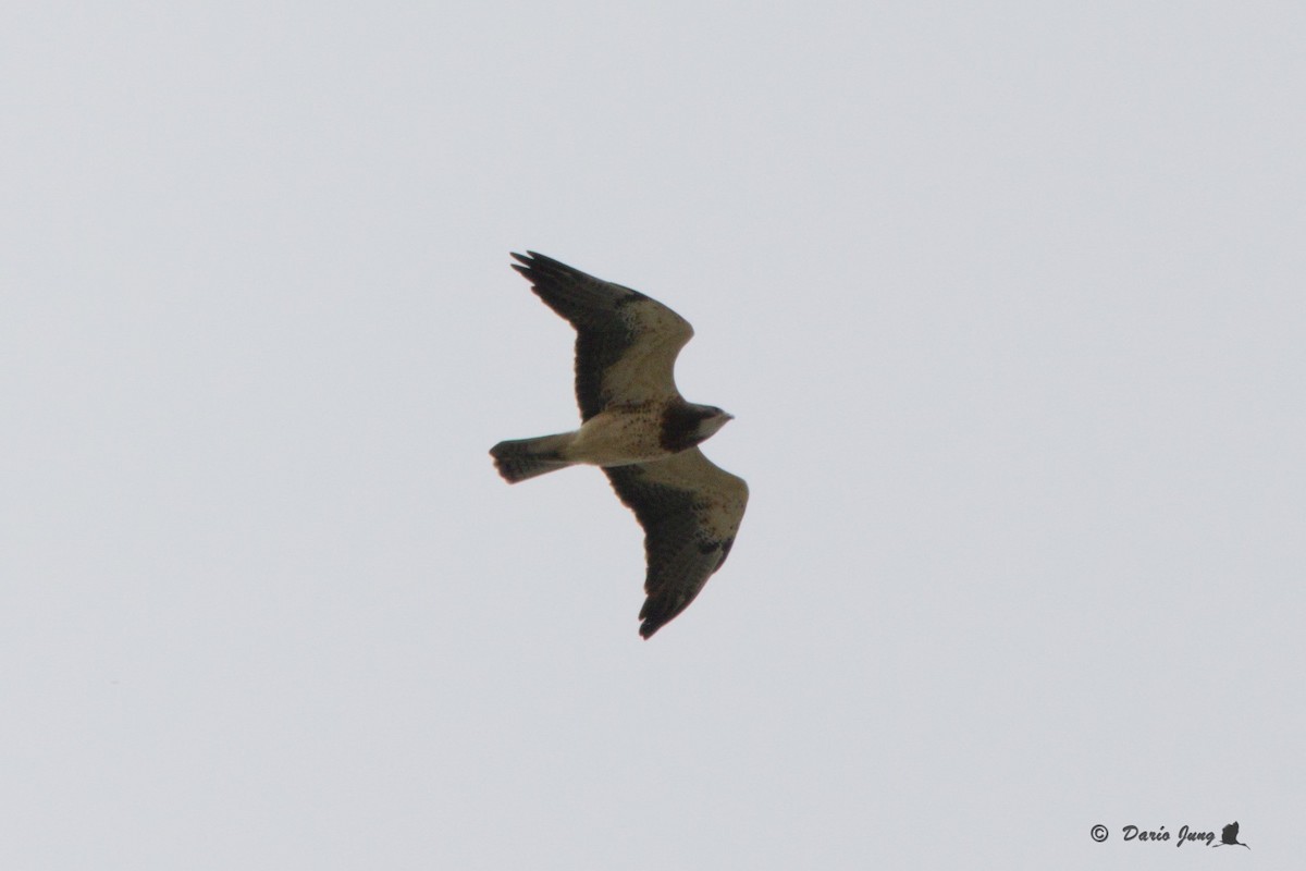 Swainson's Hawk - ML194378261