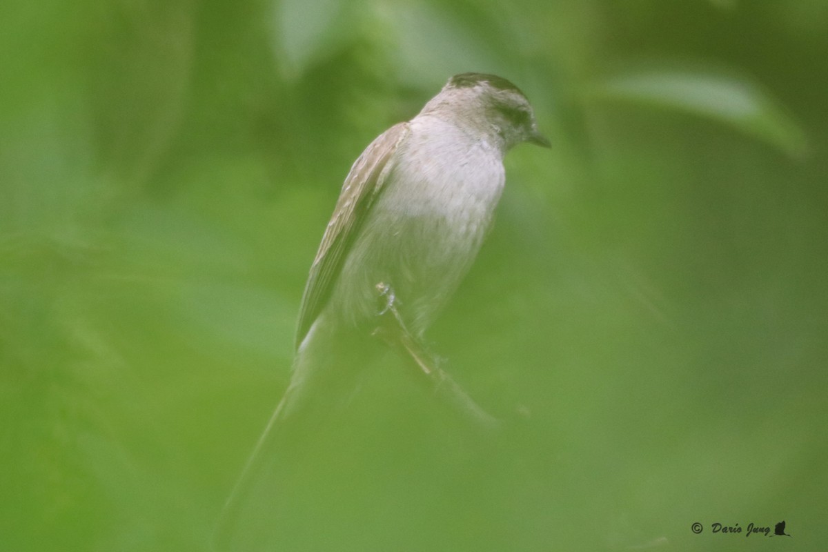 Crowned Slaty Flycatcher - ML194378371