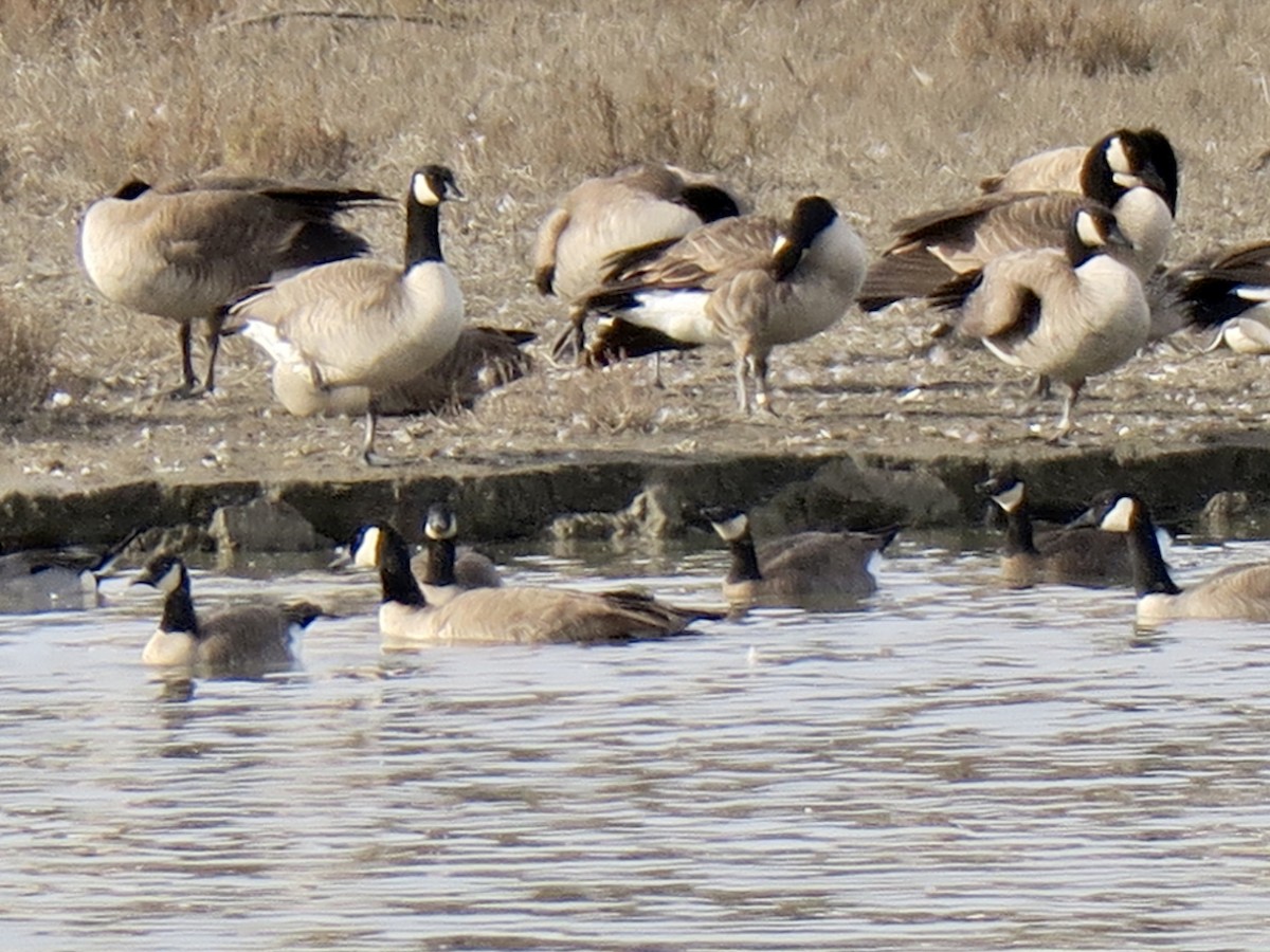 Cackling/Canada Goose - ML194378841