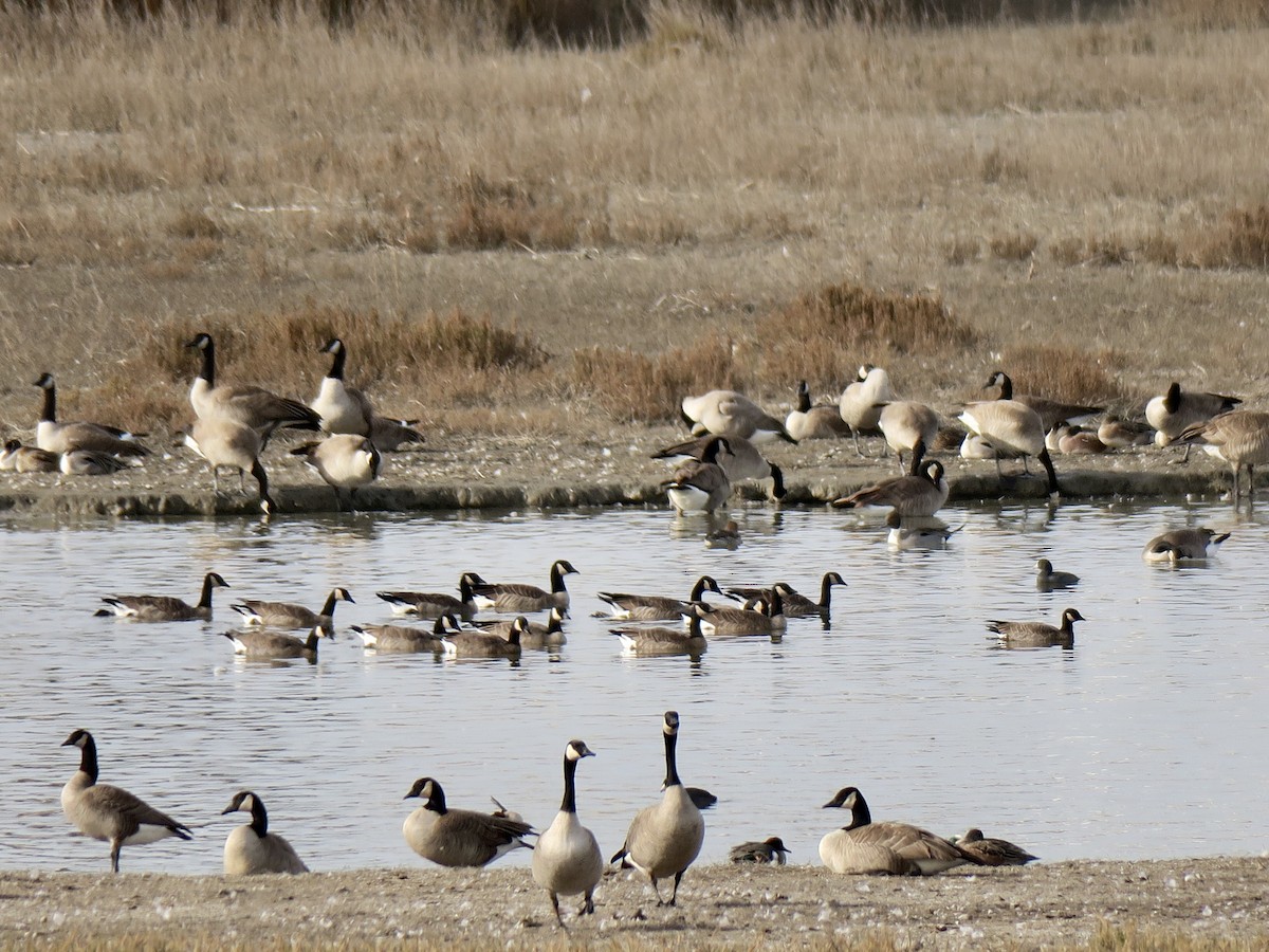 Cackling/Canada Goose - Brian Daniels