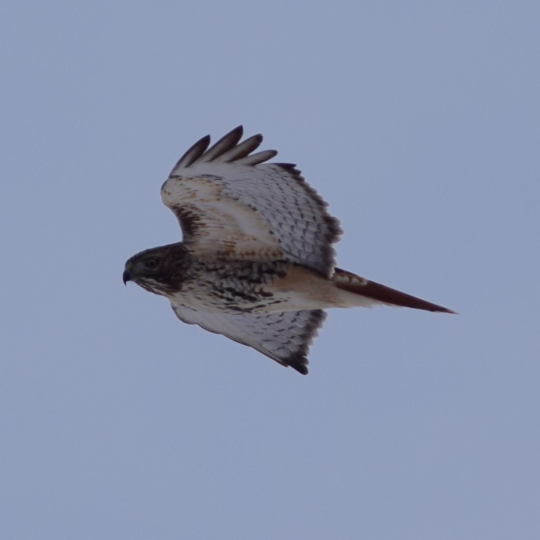 Rotschwanzbussard - ML194379501