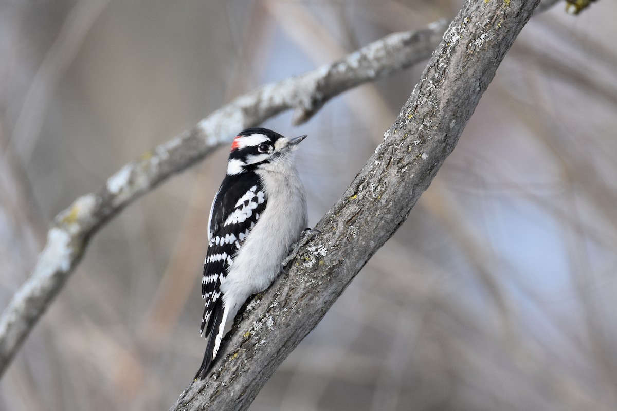 Downy Woodpecker (Eastern) - Luke Berg