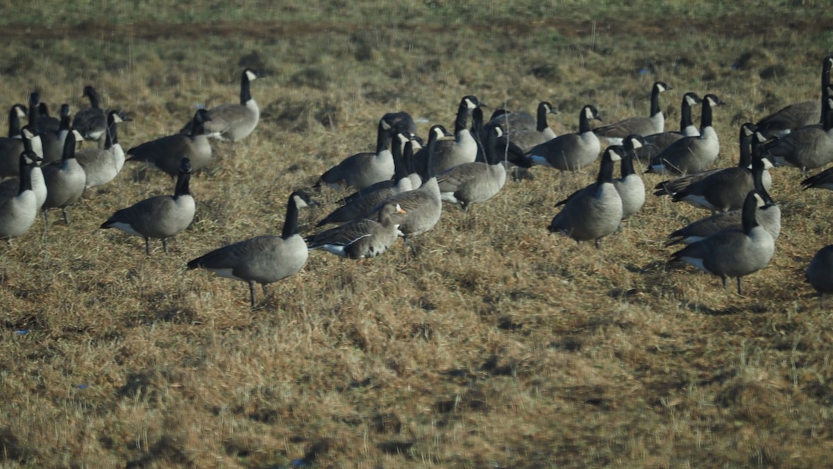 Greater White-fronted Goose - ML194380591