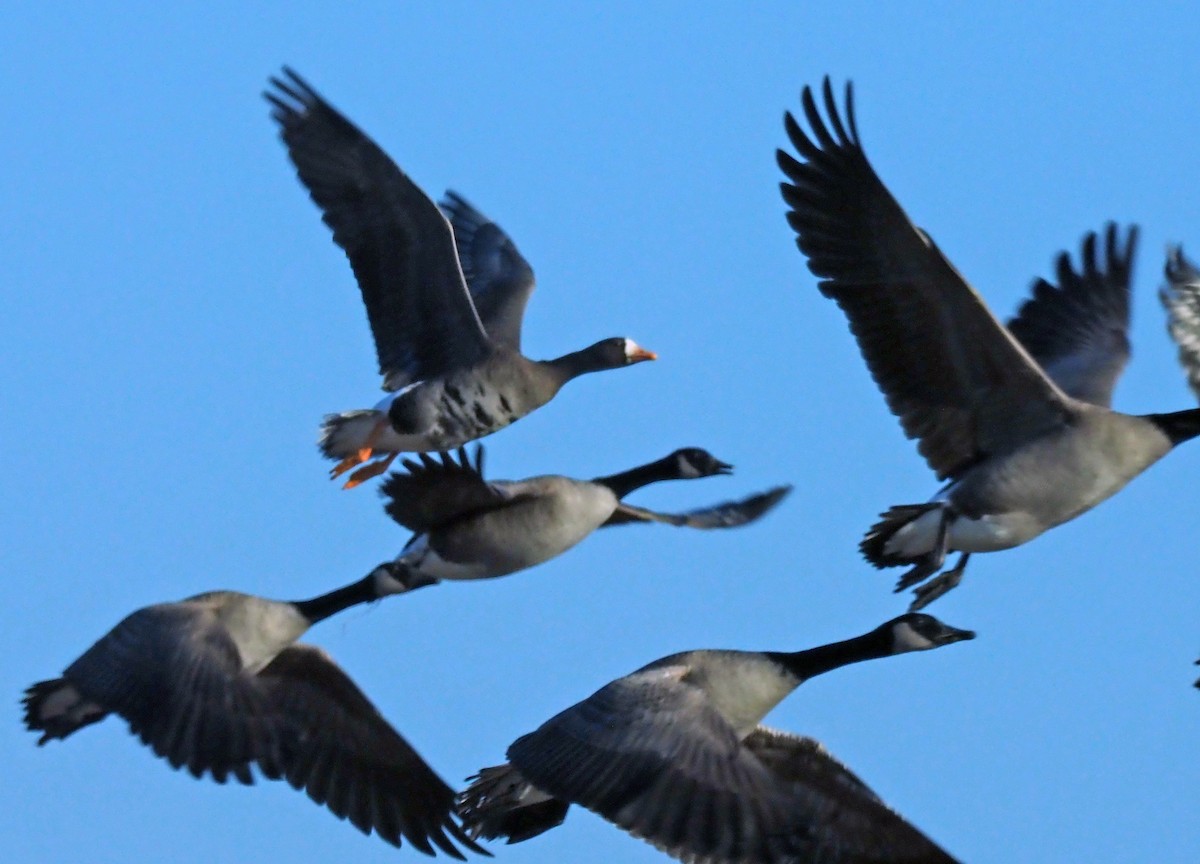Greater White-fronted Goose - Charles DeWitt