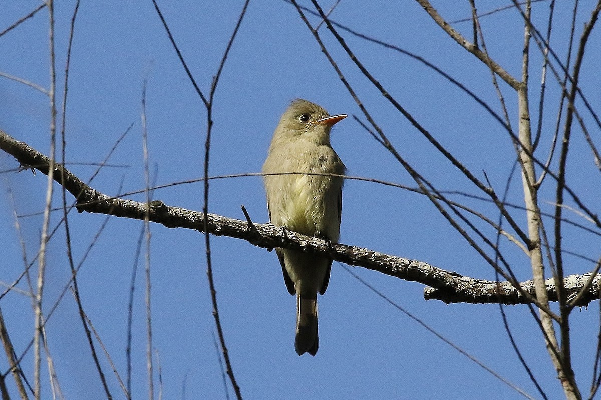 Greater Pewee - ML194380991