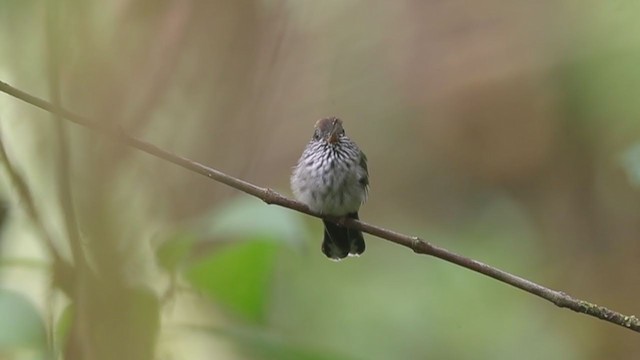 Diş Gagalı Kolibri - ML194384341