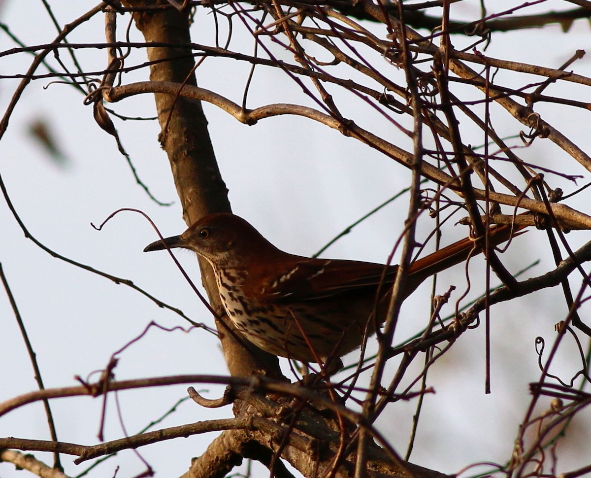 Brown Thrasher - John & Ivy  Gibbons