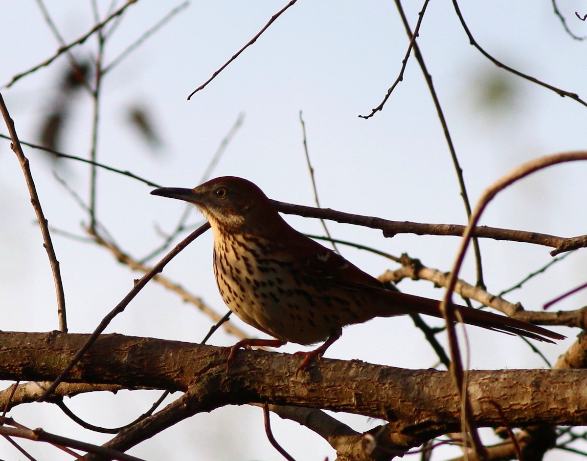 Brown Thrasher - John & Ivy  Gibbons