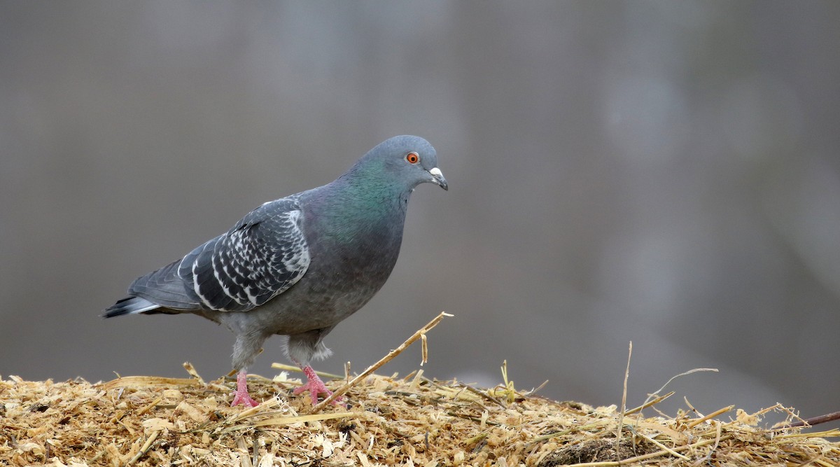 Rock Pigeon (Feral Pigeon) - Jay McGowan