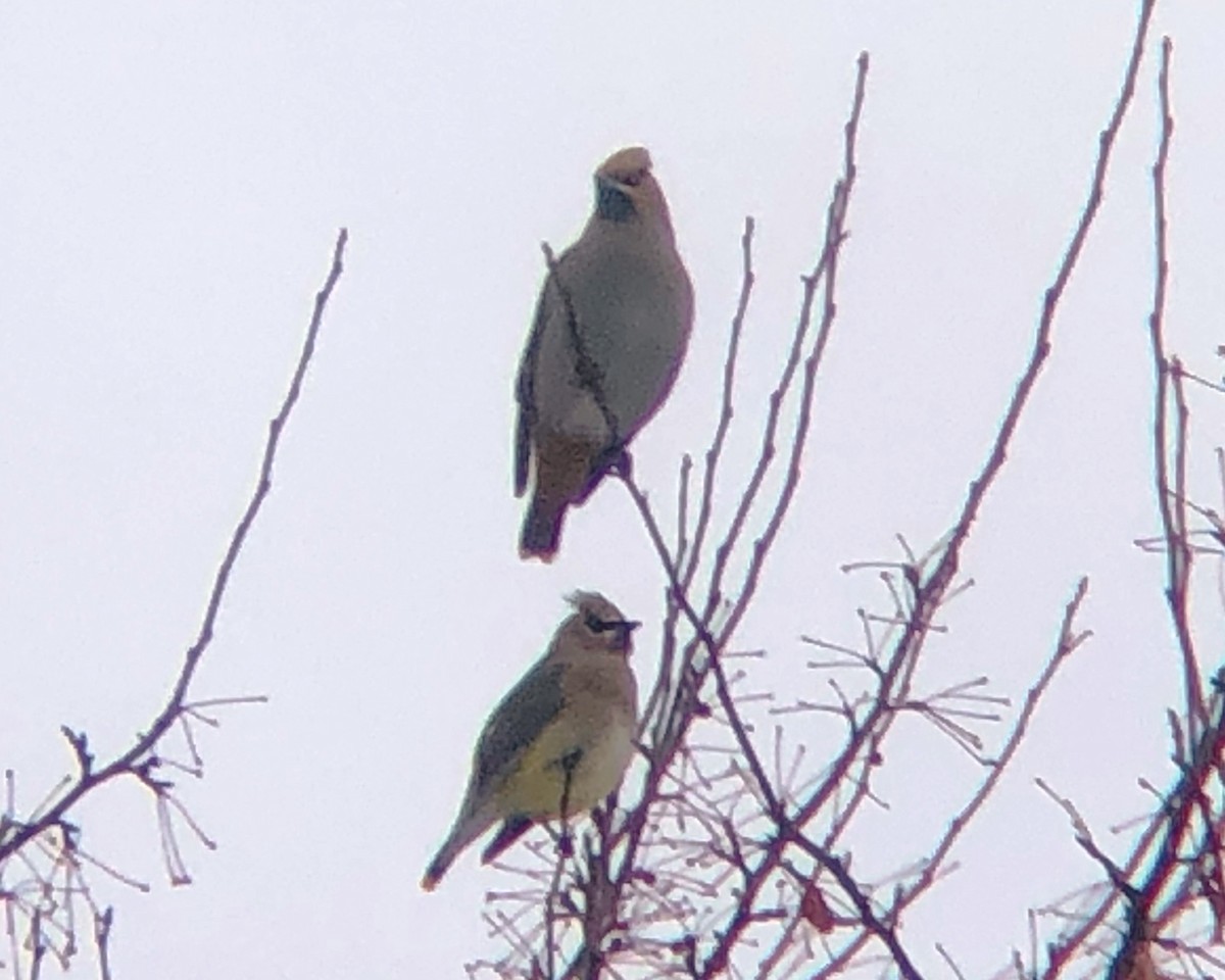 Bohemian Waxwing - ML194389161