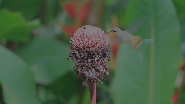 Orangebauch-Schattenkolibri - ML194390241