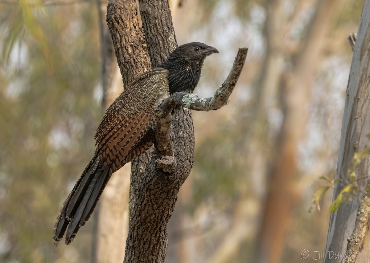 Pheasant Coucal - Jill Duncan &  Ken Bissett