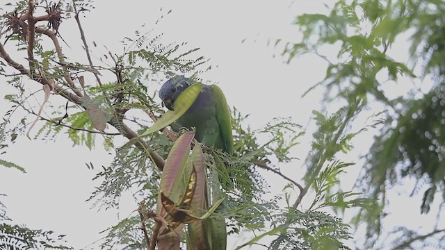 Blue-headed Parrot - ML194392331