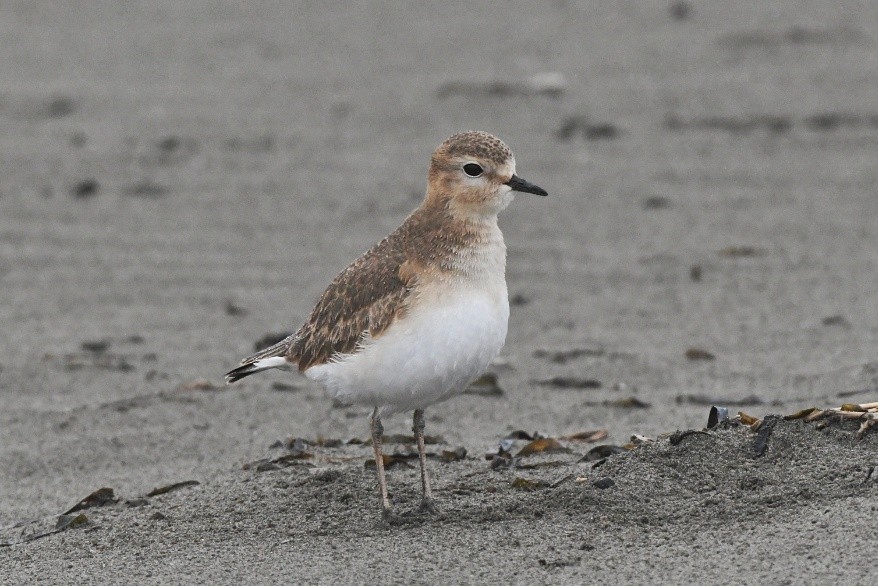 Mountain Plover - ML194392481