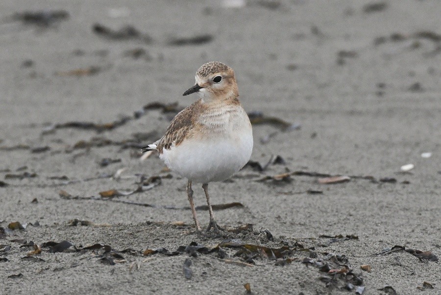 Mountain Plover - ML194392551