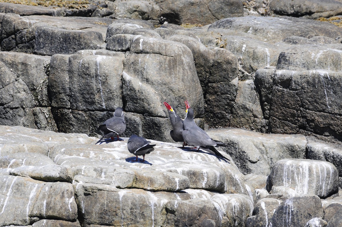 Inca Tern - ML194393281