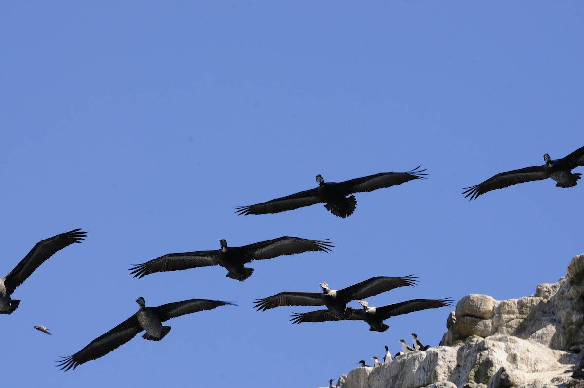 Peruvian Pelican - ML194393341