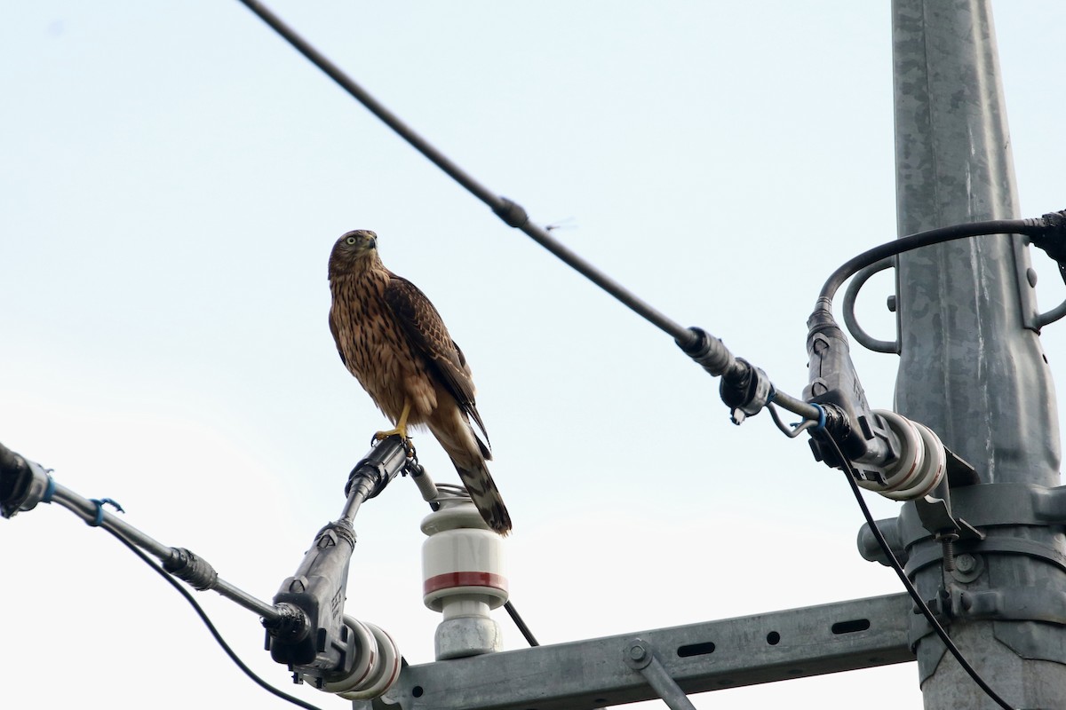 Eurasian Goshawk - ML194393461