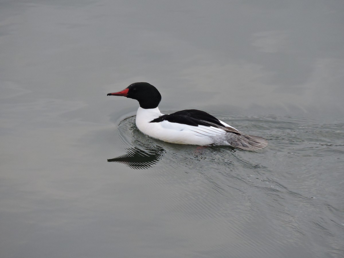 Common Merganser - ML194393481