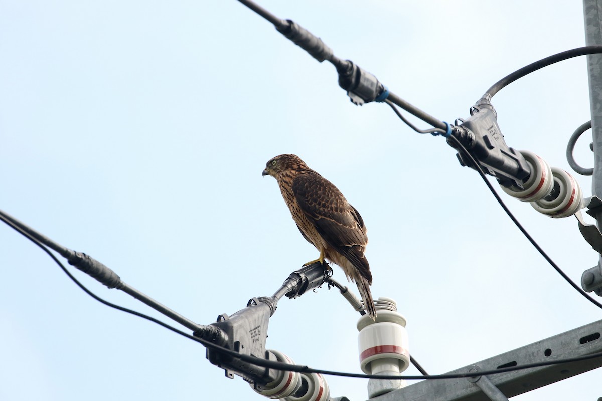 Eurasian Goshawk - Atsushi Shimazaki