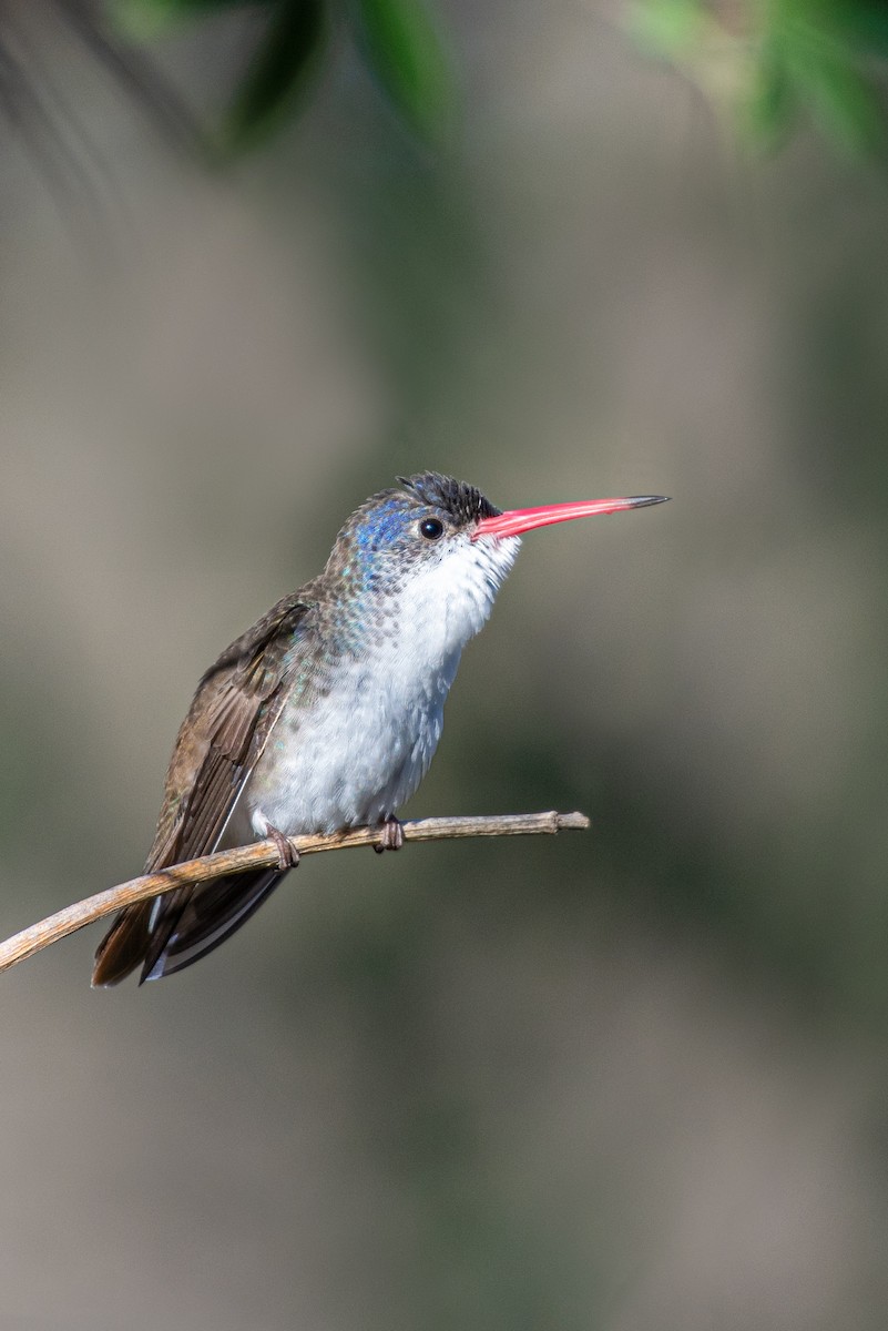 Violet-crowned Hummingbird - Tyler Ficker