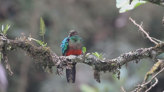 Golden-headed Quetzal - ML194394351