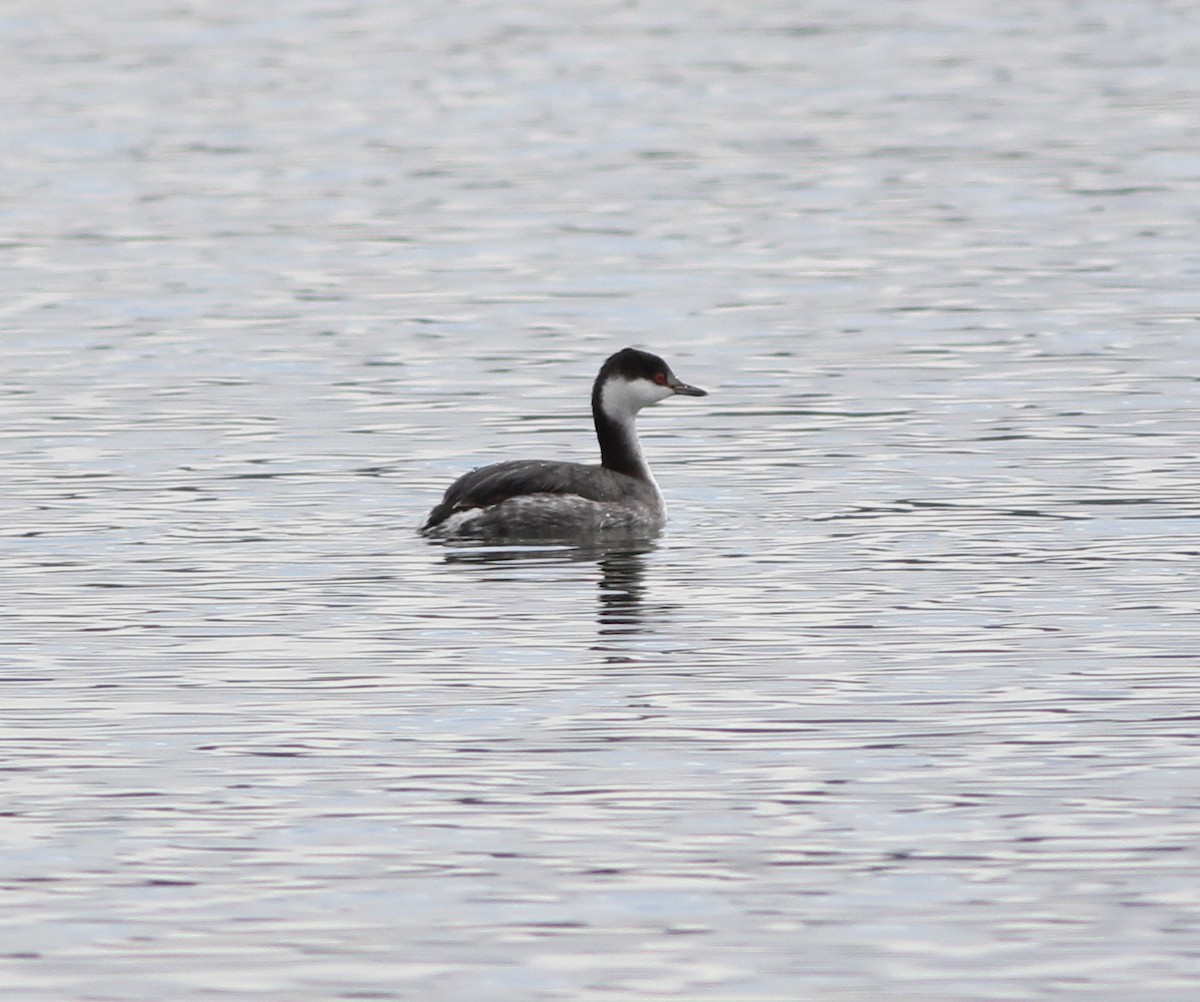 Horned Grebe - ML194395721