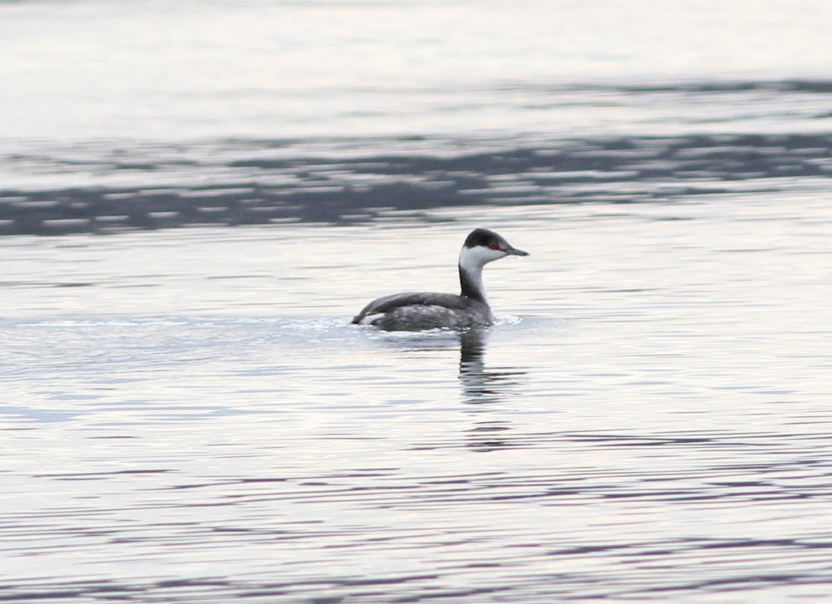 Horned Grebe - ML194395791