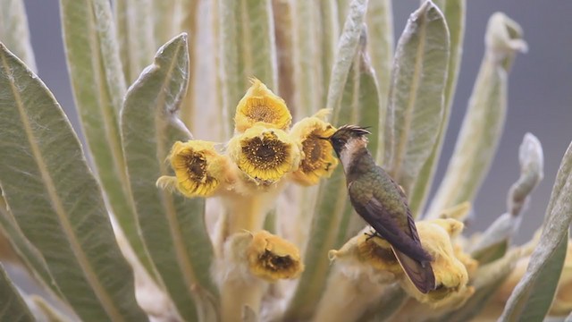 Colibrí Chivito del Nevado del Ruiz - ML194395831