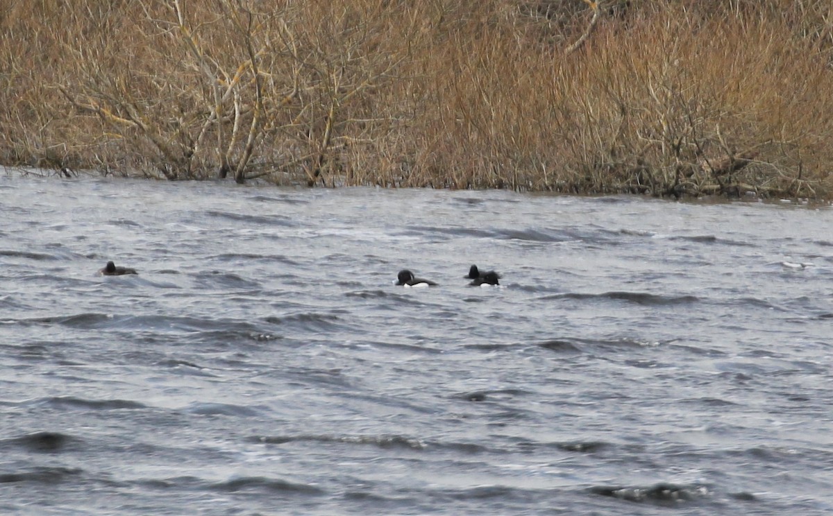 Tufted Duck - ML194396381