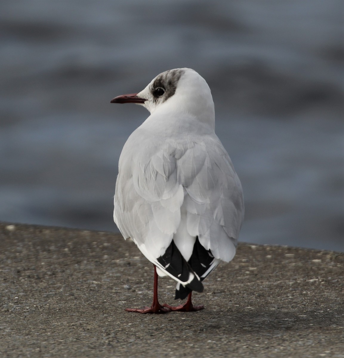 Black-headed Gull - Ben Limle