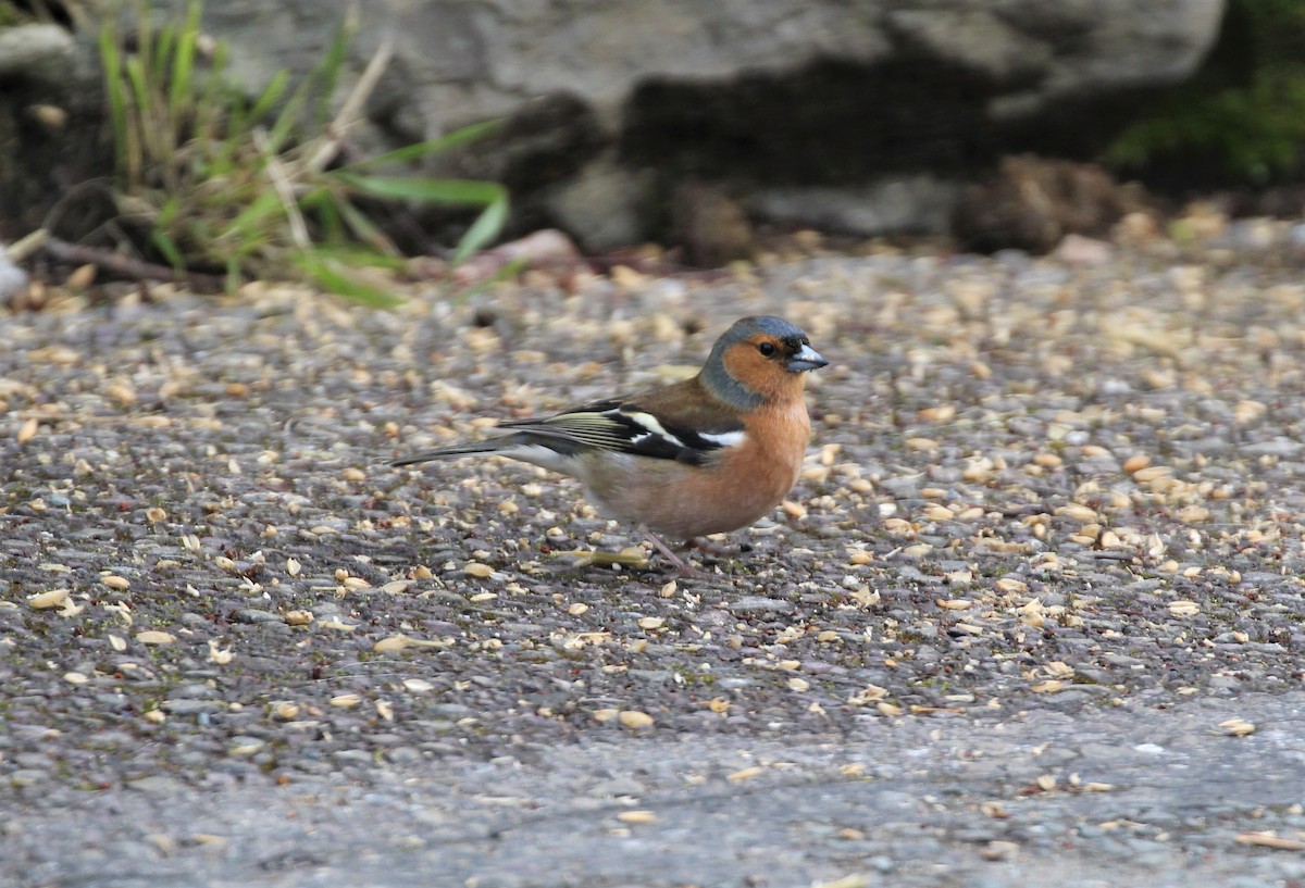 Common Chaffinch - Ben Limle