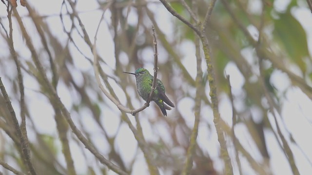 Black-thighed Puffleg - ML194396881