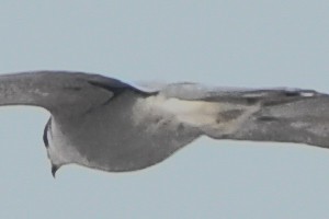 American Goshawk - ML194397181