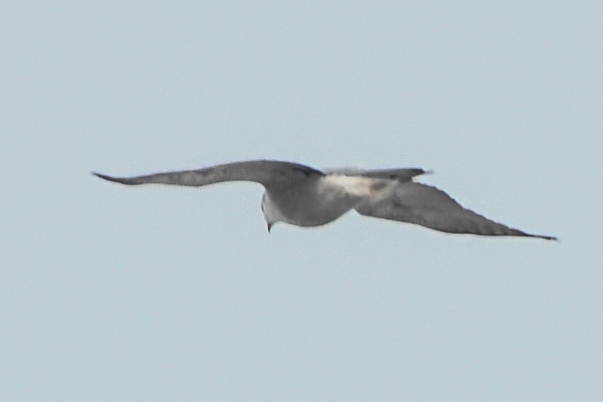 American Goshawk - ML194397221