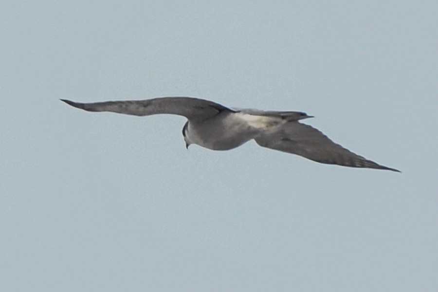 American Goshawk - ML194397231