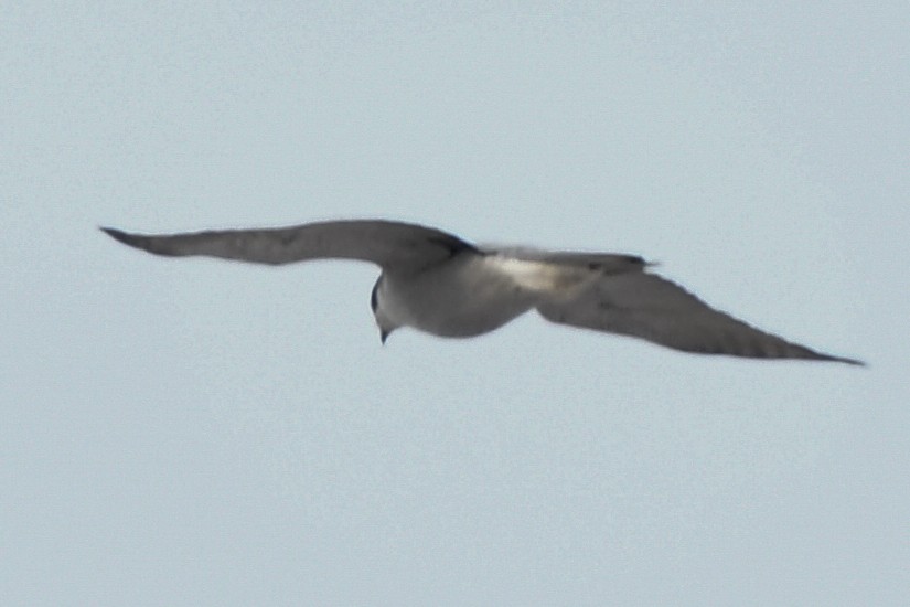 American Goshawk - ML194397241