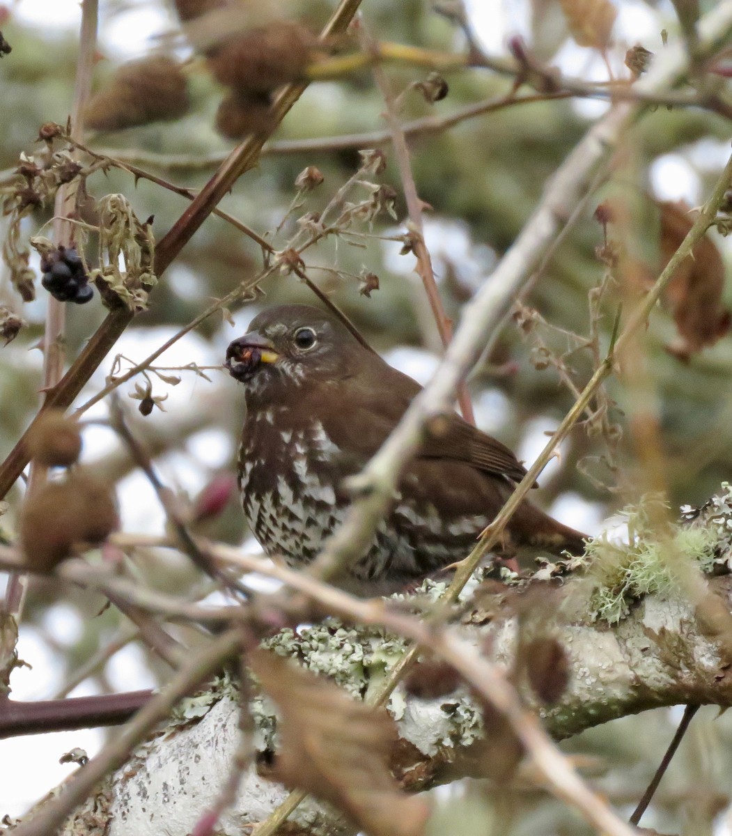 Fox Sparrow (Sooty) - ML194397421