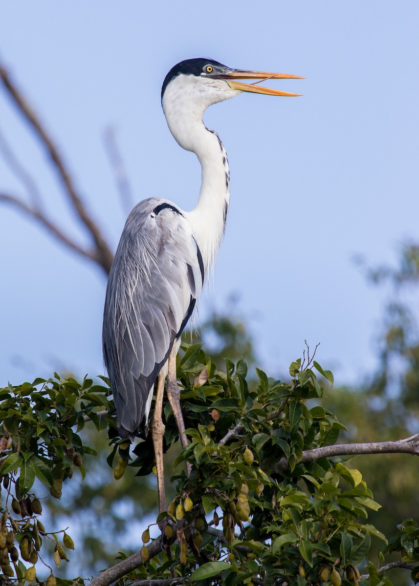 Cocoi Heron - David Monroy Rengifo